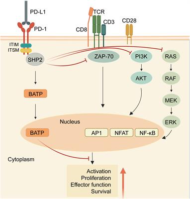 Exploring the regulatory mechanism of intestinal flora based on PD-1 receptor/ligand targeted cancer immunotherapy